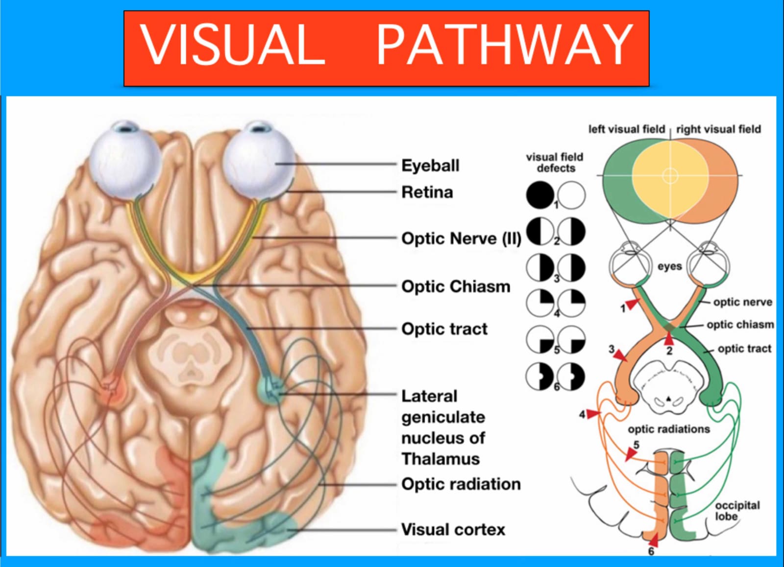 Brain and vision connection